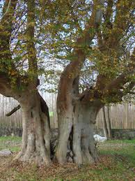 درخت 500 ساله روستای چمثقال